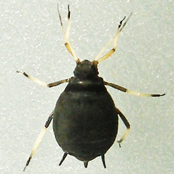 Bean Aphid photo 2