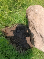 Anaxyrus compactilis