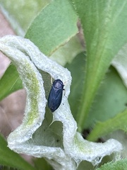 Limotettix anthracinus