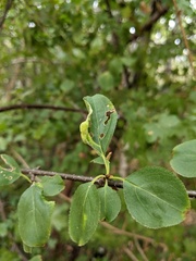 Trichochermes walkeri