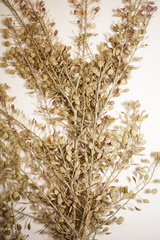 Lepidium ramosissimum