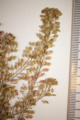 Lepidium ramosissimum