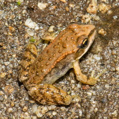 Rana luteiventris