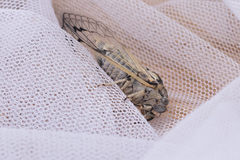 Cicadatra platyptera