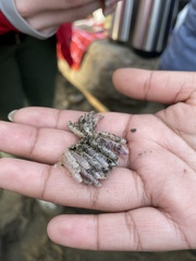 Concholepas concholepas