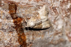 Mesoligia furuncula