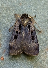 Pseudohermonassa tenuicula