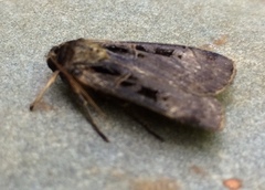 Pseudohermonassa tenuicula