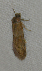 Tortricodes alternella