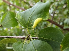 Trichochermes walkeri