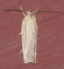 Gonioterma mistrella