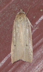 Gonioterma mistrella