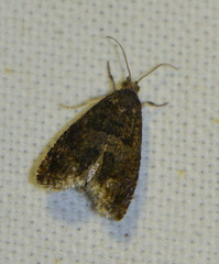 Strophedra weirana