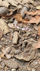 Desmia subdivisalis
