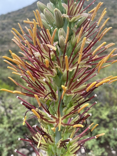 lechuguilla