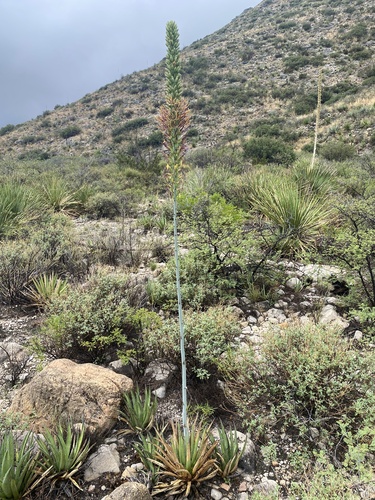 lechuguilla