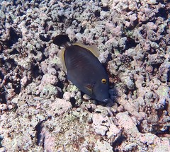 Cantherhines dumerilii