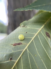 Caryomyia persicoides
