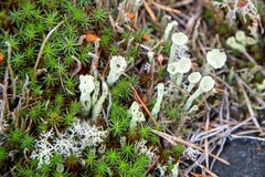 Cladonia deformis