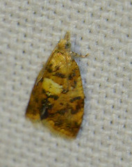 Pseudargyrotoza conwagana