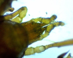 Pergamasus