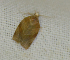 Pandemis cinnamomeana