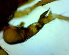 Pergamasus