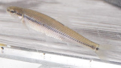 Pimephales notatus