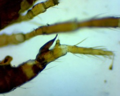 Pergamasus