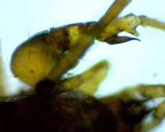 Pergamasus