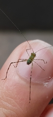 Phaneropterinae
