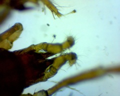 Pergamasus