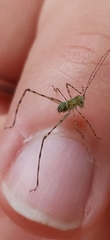 Phaneropterinae