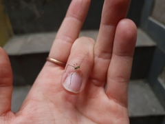 Phaneropterinae