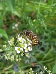 Dolichovespula arenaria