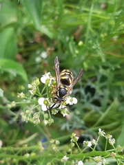 Dolichovespula arenaria