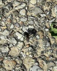 Cicindela ocellata rectilatera