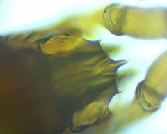 Pergamasus