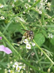Dolichovespula arenaria