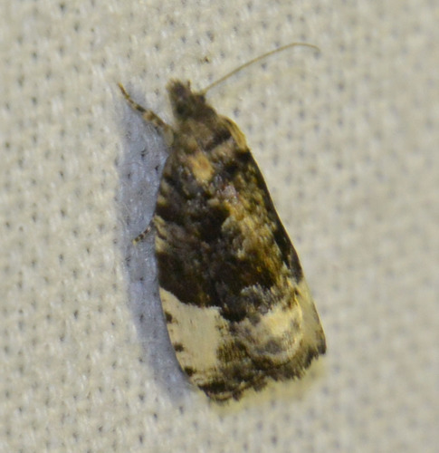 Plum Tortrix, photo 7 of 8