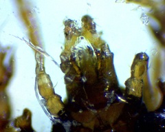 Pergamasus