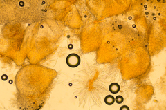 Hypomyces armeniacus