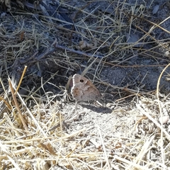 Hipparchia statilinus