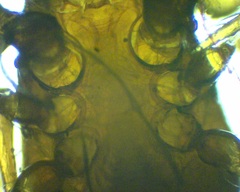 Pergamasus