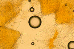 Hypomyces armeniacus