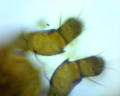 Pergamasus