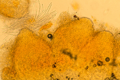 Hypomyces armeniacus