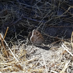 Hipparchia statilinus