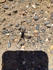Asagena americana