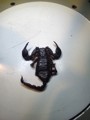 Euscorpius italicus